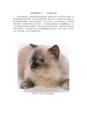 宠物摄影技巧--光源的考虑.docx