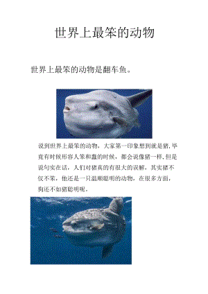 世界上最笨的动物.docx