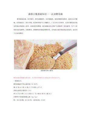 菌落计数基础知识——认识酵母菌.docx