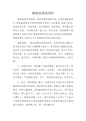 榕树盆景的养护.docx