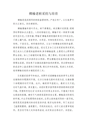 榔榆老桩采挖与培育.docx