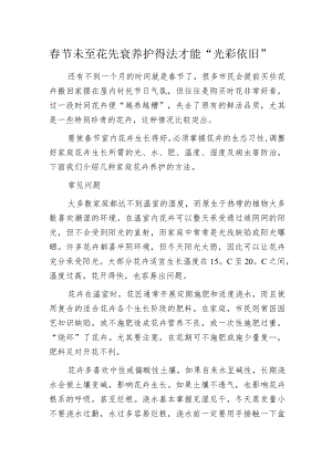 春节未至花先衰 养护得法才能“光彩依旧”.docx