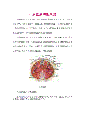 产后盆底功能康复.docx