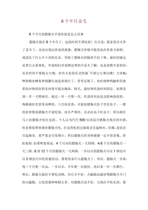 8个半月金毛.docx