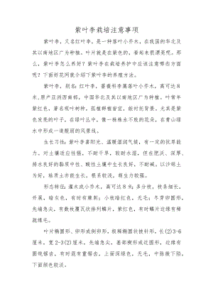 紫叶李栽培注意事项.docx