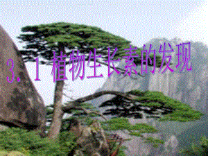 植物生长素的发现公开课.ppt