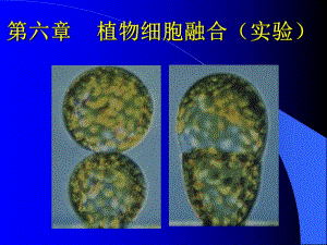 植物细胞融合(实验).ppt