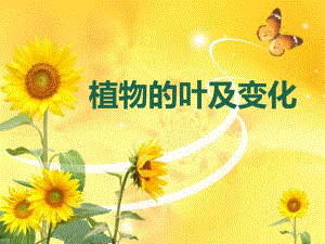 植物的叶及变化.ppt