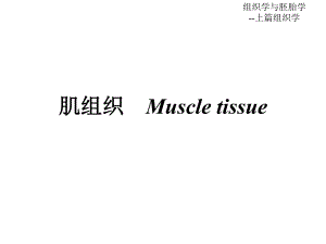 第06章肌组织.ppt