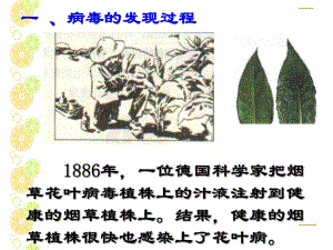 病毒发现史.ppt