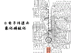8电子传递与氧化磷酸化1.ppt