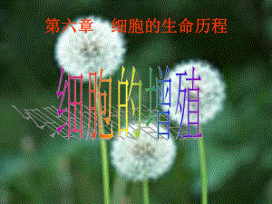 6.1细胞的增殖课件4.ppt