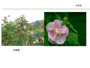 常见园林植物图谱.ppt