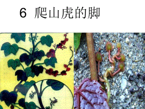 6.爬山虎的脚课件.ppt