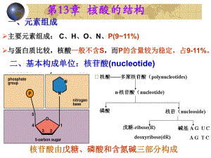 第13章核酸的结构.ppt