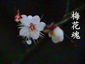 6.梅花魂课件 .ppt