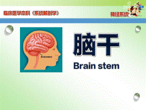 第17章2脑干.ppt