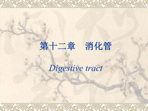 第14章消化管.ppt