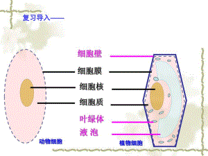 细胞的生活传精品教育.ppt