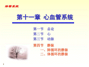 心脑血管静脉.ppt
