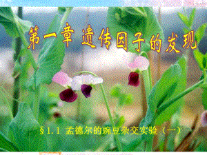 第1节孟德尔的豌豆杂交实验一h.ppt