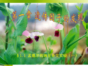 第1节nbsp孟德尔的豌豆杂交实验一21.ppt