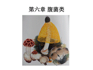 第6章腹菌类.ppt
