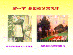 第一节基因的分离定律名师编辑PPT课件.ppt