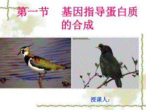 第一节基因指导蛋白质名师编辑PPT课件.ppt
