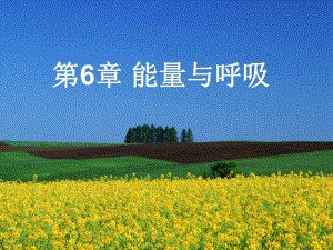 第6部分能量与呼吸名师编辑PPT课件.ppt