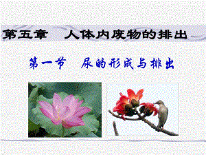 第一节尿的形成与排出名师编辑PPT课件.ppt