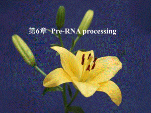 第6章转录后加工.ppt