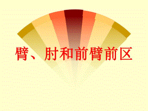 臂、肘和前臂前区.ppt