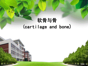 软骨组织胚胎学.ppt