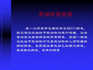 第30章黄病毒名师编辑PPT课件.ppt