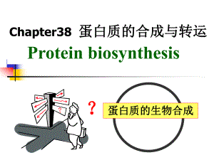 第38章蛋白质的合成与转运.ppt