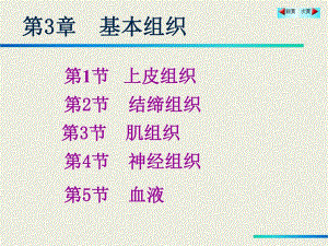 第3章基本组织1.ppt