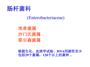 教学PPT肠科杆菌.ppt