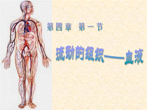 流动的组织血液.ppt