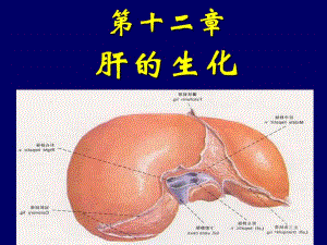 肝胆生化.ppt