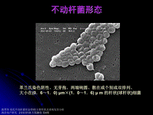 鲍曼不动杆菌感染(吴金)【精品PPT】 .ppt