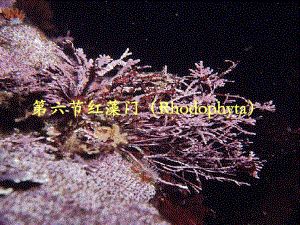 第4章4红藻门Rhodophyta.ppt