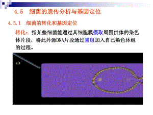 第4章遗传的制作和基因定位下.ppt