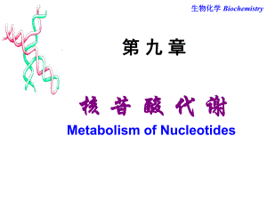第9章核苷酸代谢.ppt