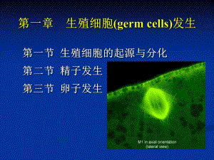 第一章生殖细胞发生名师编辑PPT课件.ppt