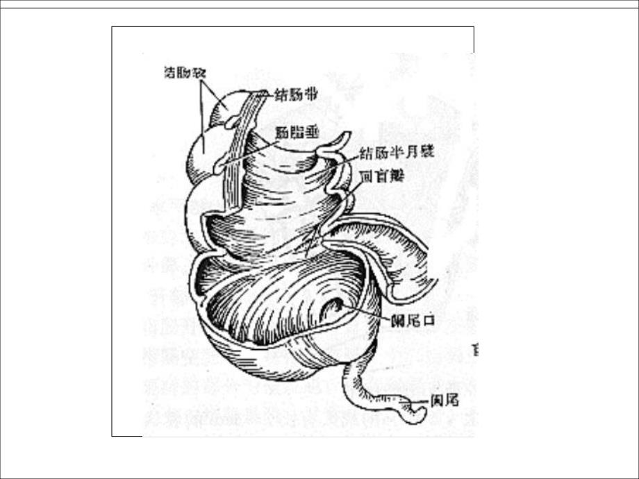 外科讲稿:回盲瓣功能.ppt_第2页