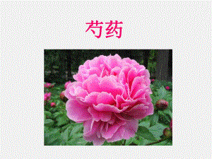 芍药.ppt.ppt