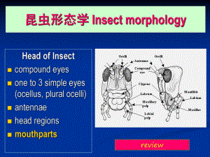 Entomology4昆虫的胸部Thorax.ppt