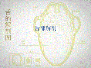 舌部解剖.ppt.ppt