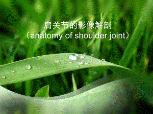 肩关节MRI解剖).ppt